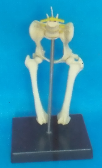 DOG MORBIDITY LUMBAR VERTEBRAE, HIP JOINT AND FEMUR BONE MODEL WITH PLASTIC STAND